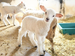 めん羊舎の中を駆けたり、母親の乳を飲んだり。すくすく育つ子ヒツジ＝神戸市灘区六甲山町