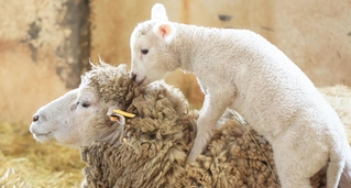 めん羊舎の中を駆けたり、母親に乳をせがんだり。すくすく育つ子ヒツジ＝神戸市灘区六甲山町