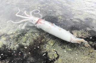 岸辺に打ち上げられたダイオウイカ＝豊岡市竹野町切浜（竹野スノーケルセンター提供）