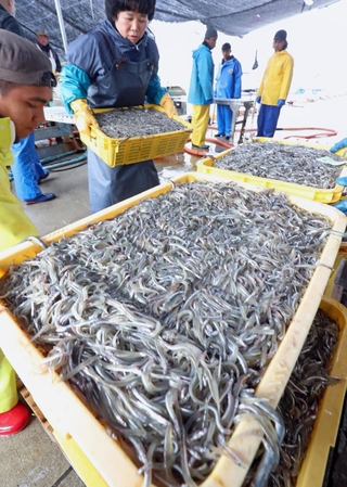 次々と水揚げされるイカナゴのシンコ＝１２日午前、姫路市白浜町、妻鹿漁港（撮影・辰巳直之）