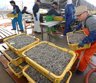 次々と水揚げされるイカナゴのシンコ＝１２日午前、姫路市白浜町、妻鹿漁港（撮影・辰巳直之）