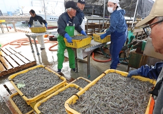 次々と水揚げされるイカナゴのシンコ＝１２日午前、姫路市白浜町、妻鹿漁港（撮影・辰巳直之）