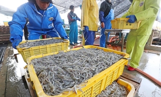 次々と水揚げされるイカナゴのシンコ＝１２日午前、姫路市白浜町、妻鹿漁港（撮影・辰巳直之）