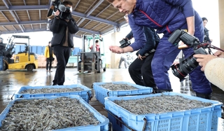 水揚げされたイカナゴのシンコ＝１２日午前、明石市林３、林崎漁港（撮影・丸山桃奈）