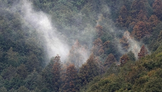 山の斜面で、スギの木から白く舞い上がる花粉＝１３日午前、丹波篠山市内