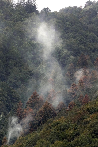 山の斜面で、スギの木から白く舞い上がる花粉＝１３日午前、丹波篠山市内（撮影・笠原次郎）