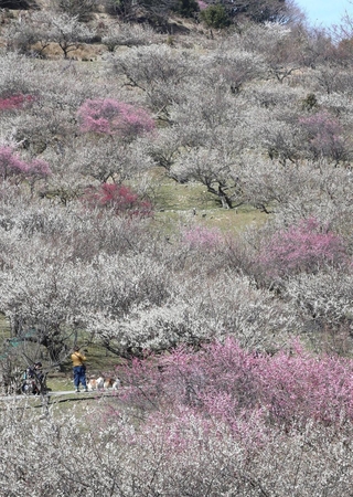山肌を紅白に染める梅の花＝１４日午前、たつの市御津町黒崎の綾部山梅林