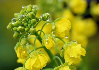 咲き始めた菜の花に付いた雨粒＝１６日午後、神戸市須磨区緑台、神戸総合運動公園（撮影・大田将之）