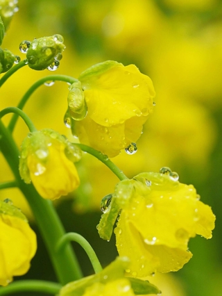 咲き始めた菜の花に付いた雨粒＝１６日午後、神戸市須磨区緑台、神戸総合運動公園（撮影・大田将之）