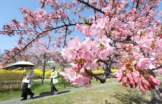 春の空に映えるカワヅザクラ＝神戸市灘区摩耶海岸通２