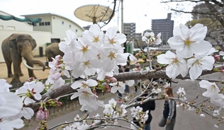 開花した王子動物園のサクラ＝２７日午後、神戸市灘区（撮影・大田将之）