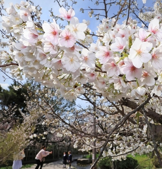 見頃を迎えた桜。春を感じようと、続々と家族連れが訪れていた＝２９日午前、神戸市東灘区岡本５