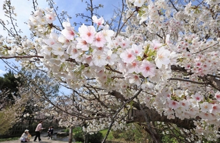 見頃を迎えた桜。春を感じようと、続々と家族連れが訪れていた＝２９日午前、神戸市東灘区岡本５