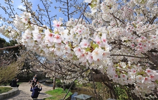 見頃を迎えた桜。春を感じようと、続々と家族連れが訪れていた＝２９日午前、神戸市東灘区岡本５