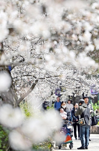 花のみちを彩る桜。満開まではもう少し＝宝塚市栄町１（撮影・大田将之）