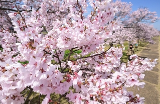 川沿いを彩るエドヒガン＝３月３１日、小野市古川町