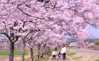 エドヒガンが見頃を迎え、桃色の花が川沿いを飾る＝３月３１日、小野市古川町（撮影・大田将之）