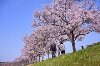 川沿いを飾るエドヒガンの並木＝３月３１日、小野市古川町（撮影・大田将之）