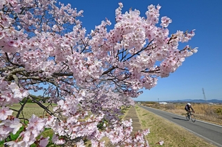 川沿いを彩るエドヒガンの並木＝３月３１日、小野市古川町（撮影・大田将之）