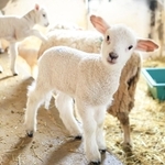 めん羊舎の中を駆けたり、母親の乳を飲んだり。すくすく育つ子ヒツジ＝神戸市灘区六甲山町