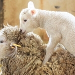 めん羊舎の中を駆けたり、母親に乳をせがんだり。すくすく育つ子ヒツジ＝神戸市灘区六甲山町