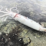 岸辺に打ち上げられたダイオウイカ＝豊岡市竹野町切浜（竹野スノーケルセンター提供）
