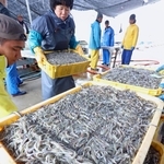 次々と水揚げされるイカナゴのシンコ＝１２日午前、姫路市白浜町、妻鹿漁港（撮影・辰巳直之）