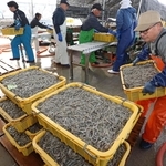 次々と水揚げされるイカナゴのシンコ＝１２日午前、姫路市白浜町、妻鹿漁港（撮影・辰巳直之）