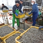 次々と水揚げされるイカナゴのシンコ＝１２日午前、姫路市白浜町、妻鹿漁港（撮影・辰巳直之）