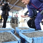 水揚げされたイカナゴのシンコ＝１２日午前、明石市林３、林崎漁港（撮影・丸山桃奈）