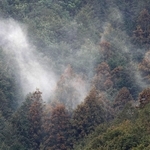 山の斜面で、スギの木から白く舞い上がる花粉＝１３日午前、丹波篠山市内