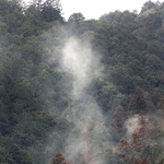 山の斜面で、スギの木から白く舞い上がる花粉＝１３日午前、丹波篠山市内（撮影・笠原次郎）