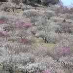 山肌を紅白に染める梅の花＝１４日午前、たつの市御津町黒崎の綾部山梅林