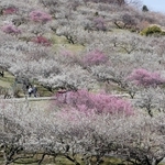 山肌を紅白に染める梅の花＝１４日午前、たつの市御津町黒崎の綾部山梅林
