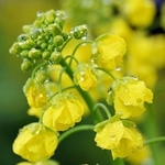 咲き始めた菜の花に付いた雨粒＝１６日午後、神戸市須磨区緑台、神戸総合運動公園（撮影・大田将之）
