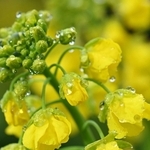 咲き始めた菜の花に付いた雨粒＝１６日午後、神戸市須磨区緑台、神戸総合運動公園（撮影・大田将之）