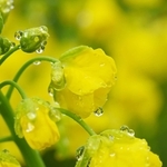 咲き始めた菜の花に付いた雨粒＝１６日午後、神戸市須磨区緑台、神戸総合運動公園（撮影・大田将之）