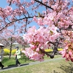 春の空に映えるカワヅザクラ＝神戸市灘区摩耶海岸通２