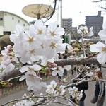 開花した王子動物園のサクラ＝２７日午後、神戸市灘区（撮影・大田将之）