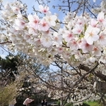 見頃を迎えた桜。春を感じようと、続々と家族連れが訪れていた＝２９日午前、神戸市東灘区岡本５