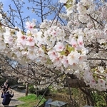 見頃を迎えた桜。春を感じようと、続々と家族連れが訪れていた＝２９日午前、神戸市東灘区岡本５