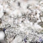 花のみちを彩る桜。満開まではもう少し＝宝塚市栄町１（撮影・大田将之）