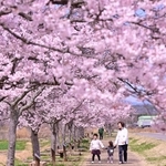 エドヒガンが見頃を迎え、桃色の花が川沿いを飾る＝３月３１日、小野市古川町（撮影・大田将之）