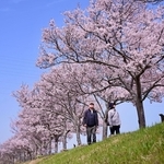 川沿いを飾るエドヒガンの並木＝３月３１日、小野市古川町（撮影・大田将之）