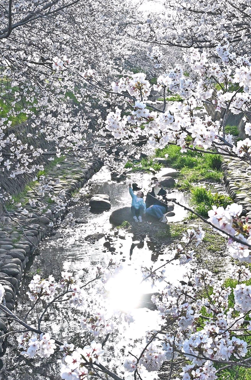 春空にかかる桜のアーチ 稲美町・曇川の両岸1キロ|社会|神戸新聞NEXT
