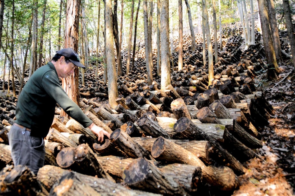 北摂特産「原木シイタケ」ピンチ 土台のクヌギ減少で仕入れコスト高騰