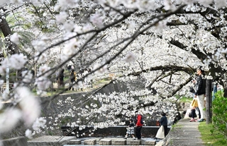 川沿いに咲き誇るソメイヨシノなどの花＝西宮市、夙川河川敷緑地（撮影・風斗雅博）