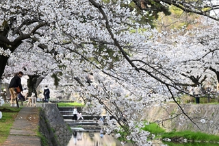 川沿いに咲き誇るソメイヨシノなどの花＝西宮市、夙川河川敷緑地（撮影・風斗雅博）