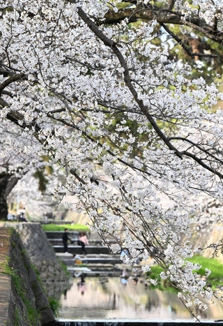 川沿いに咲き誇るソメイヨシノなどの花＝西宮市、夙川河川敷緑地（撮影・風斗雅博）