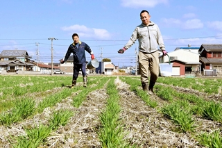 大麦畑に肥料をまく田中康太さん（右）と八木宣英さん＝姫路市網干区津市場